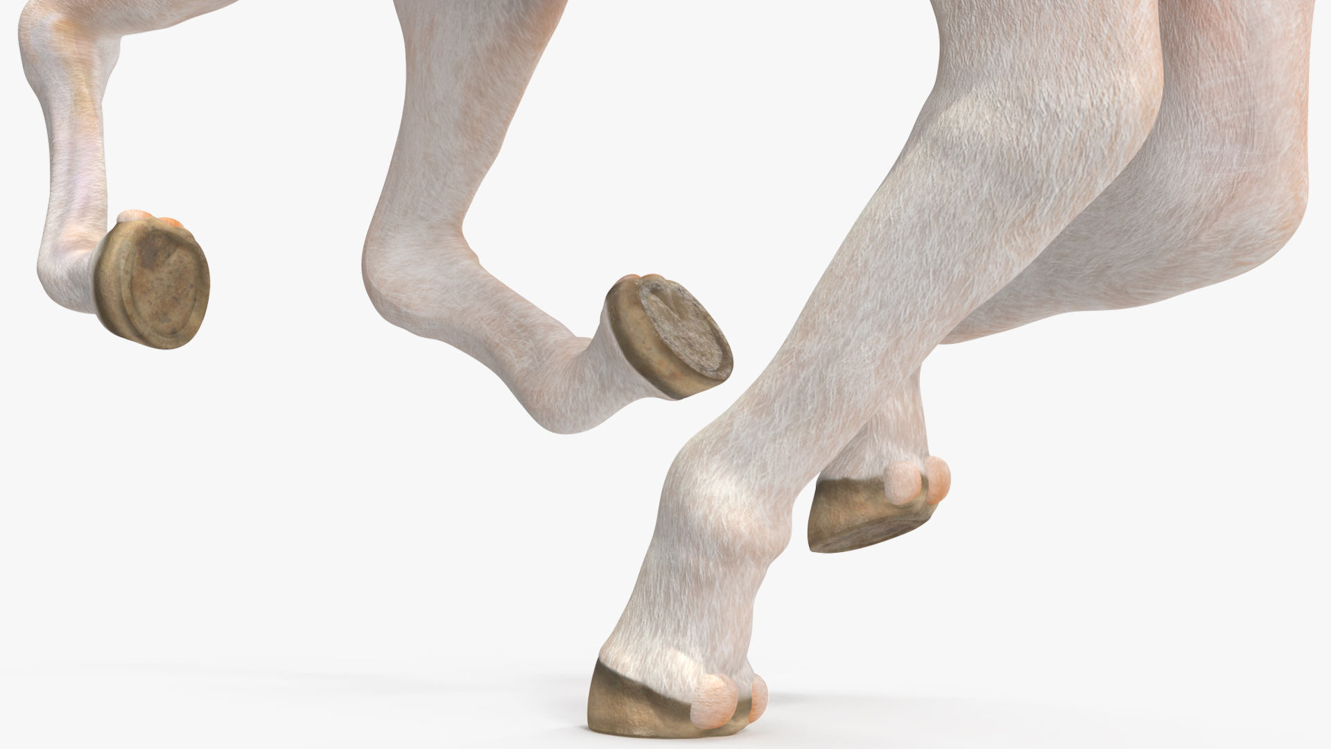 3D Galloping Shetland Pony model