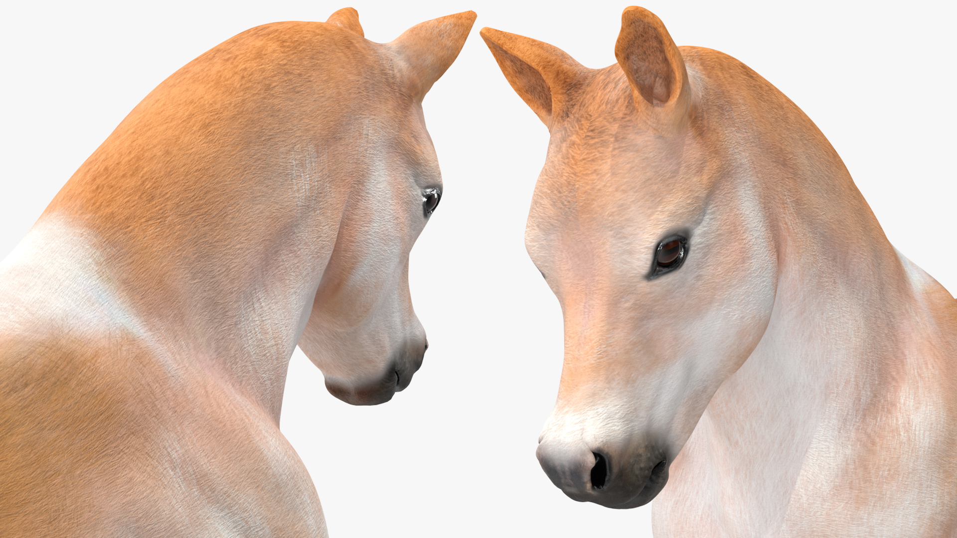 3D Galloping Shetland Pony model
