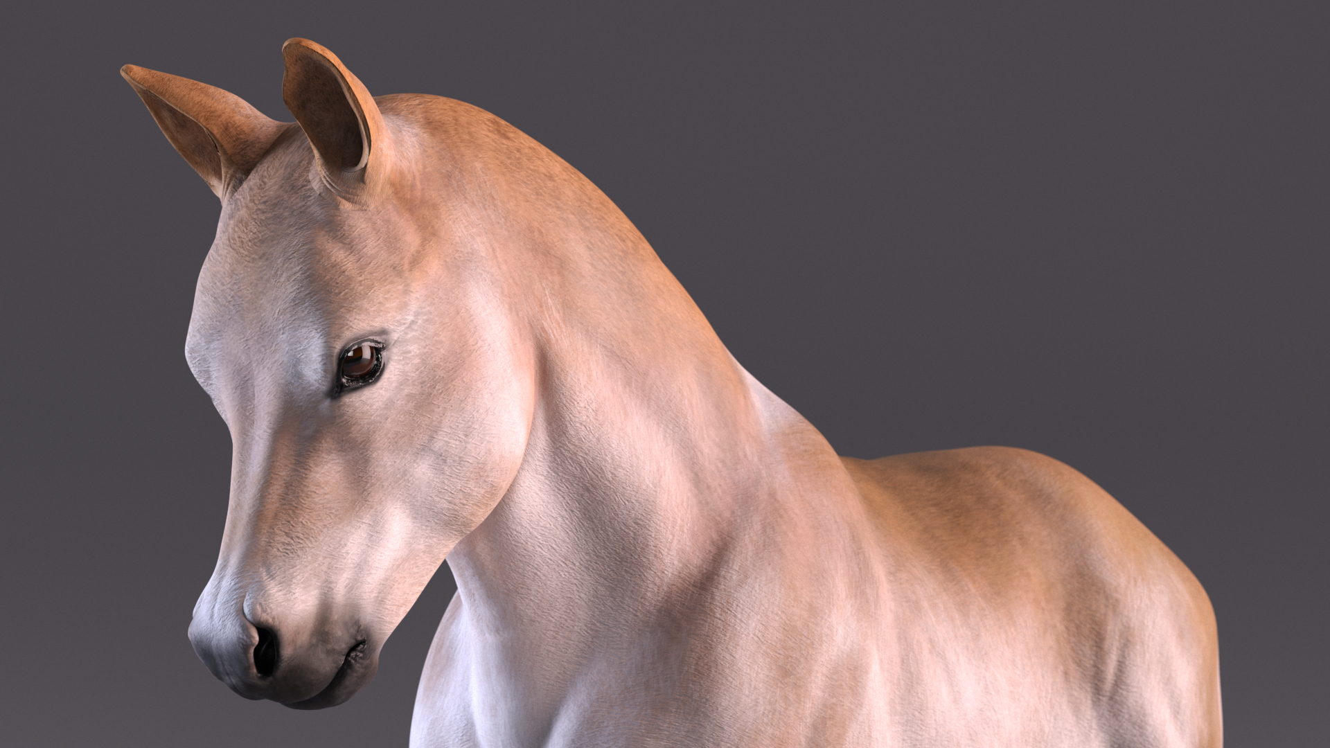 3D Galloping Shetland Pony model