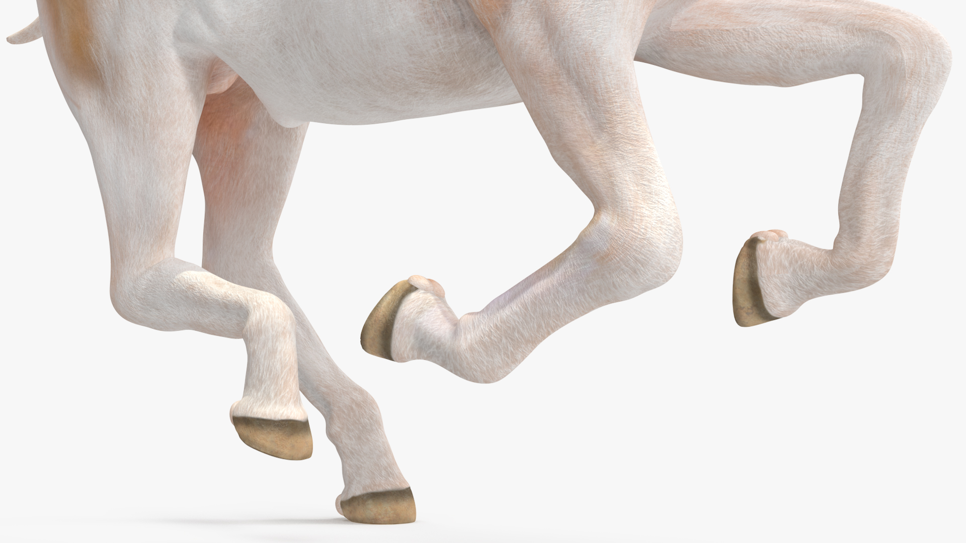 3D Galloping Shetland Pony model