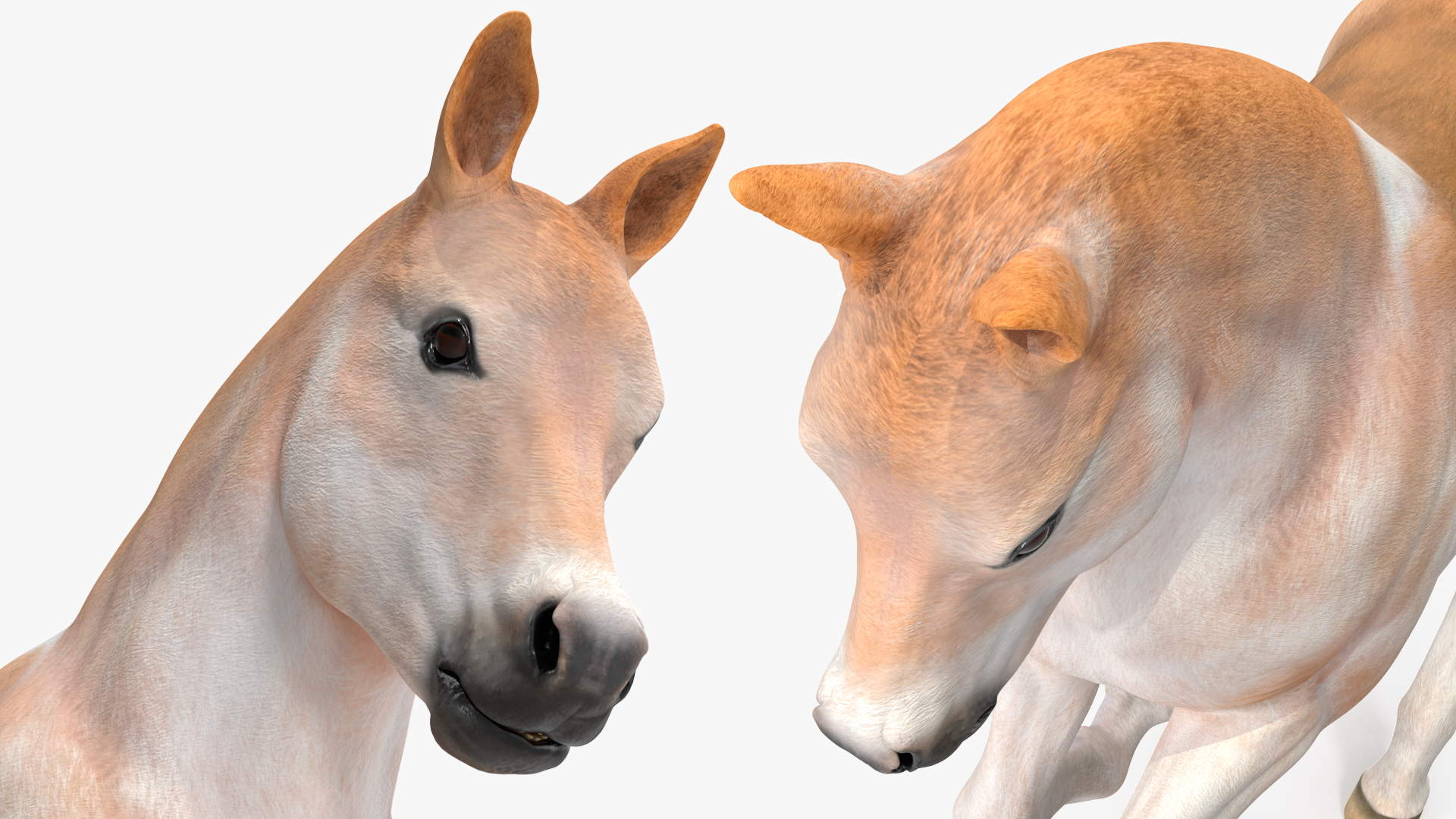 3D Galloping Shetland Pony model