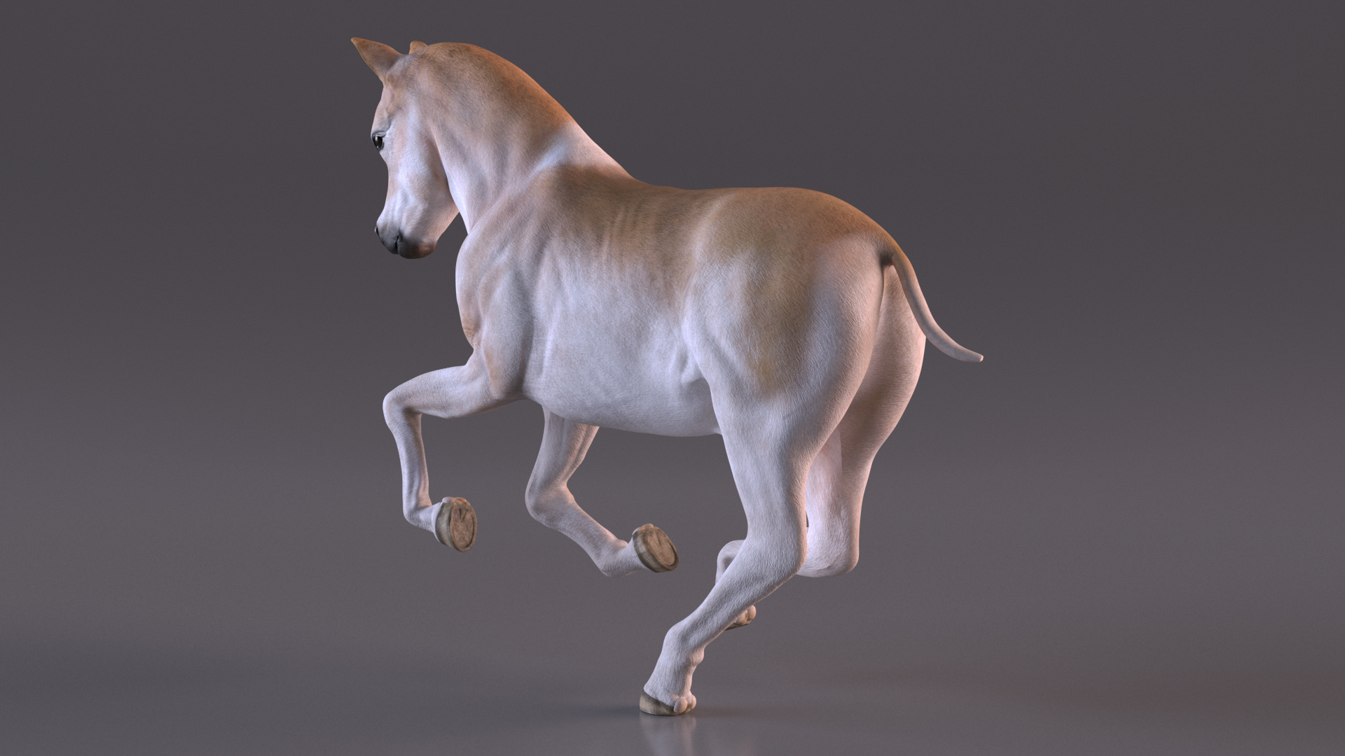 3D Galloping Shetland Pony model