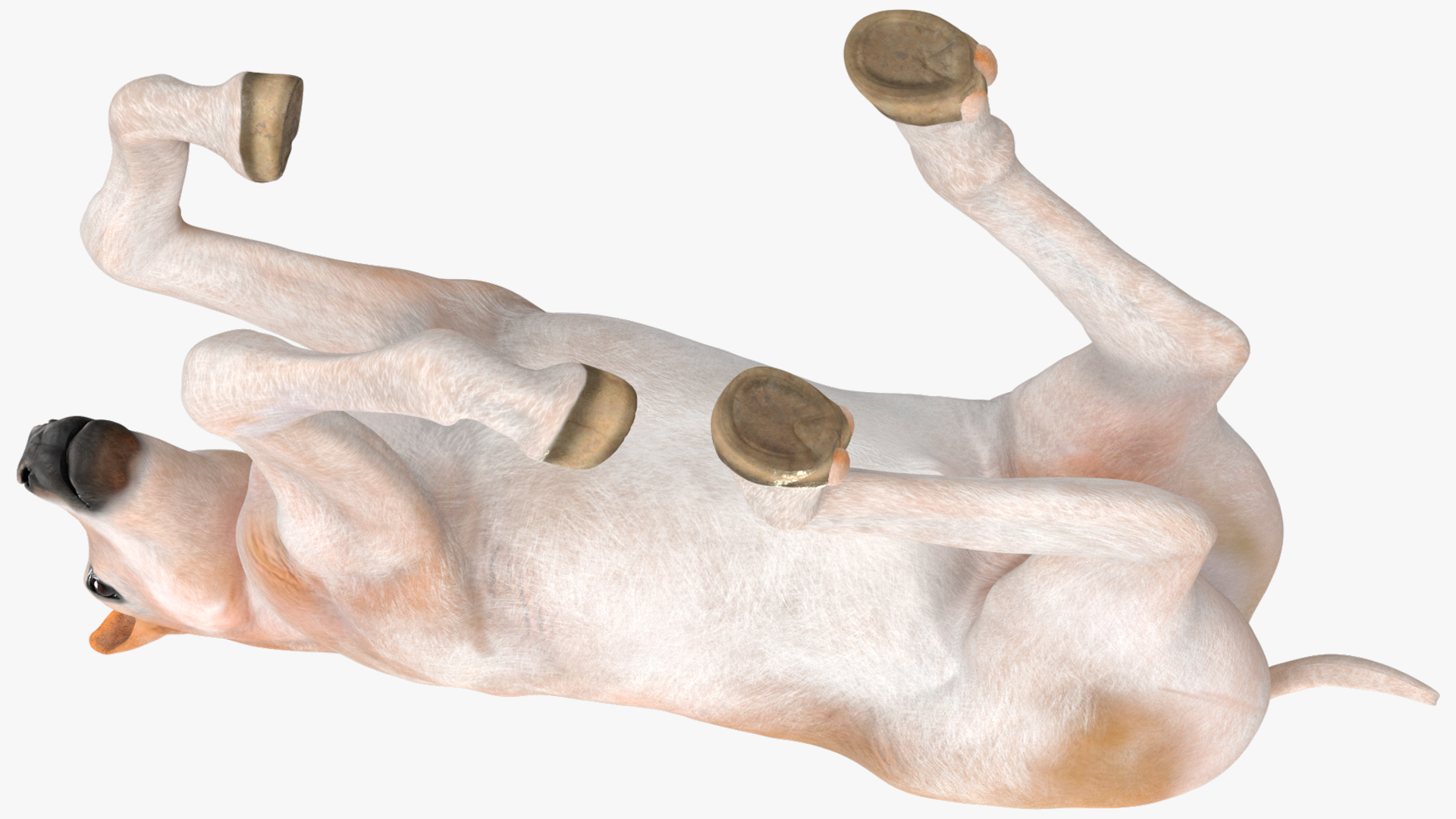 3D Galloping Shetland Pony model
