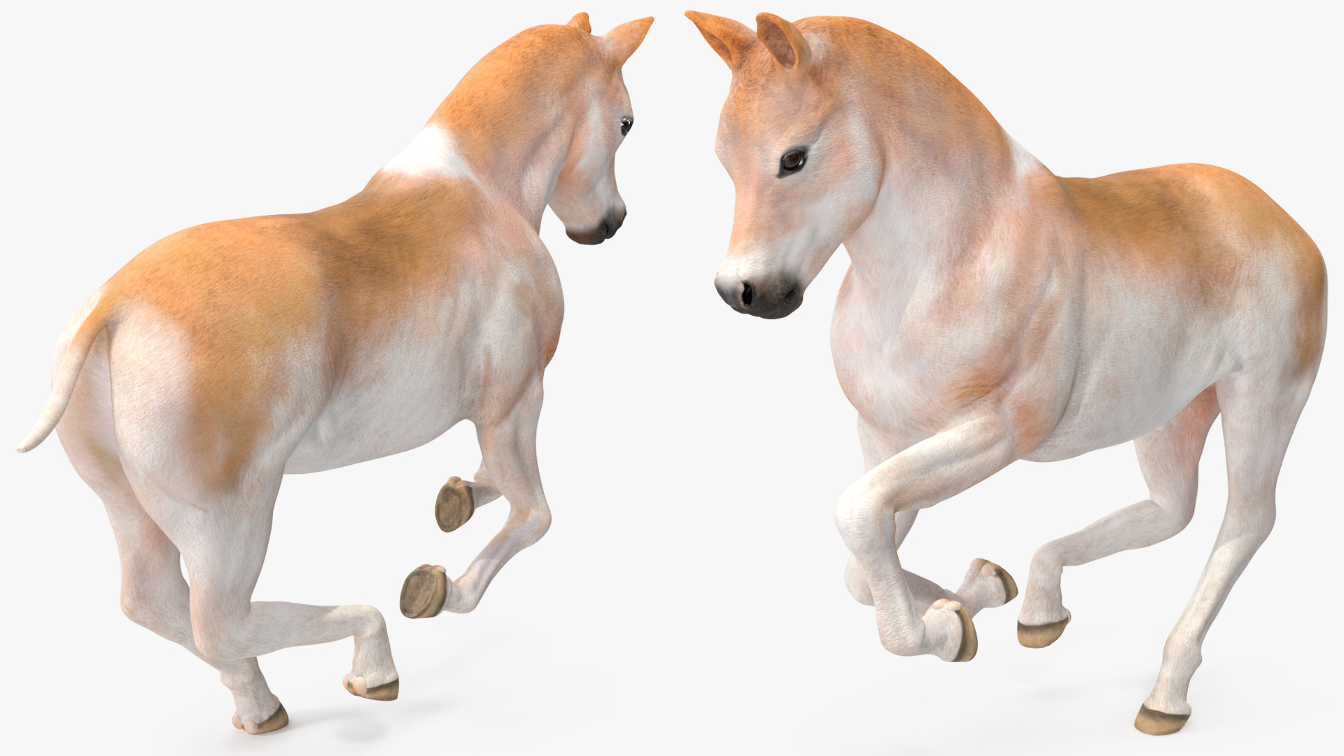 3D Galloping Shetland Pony model