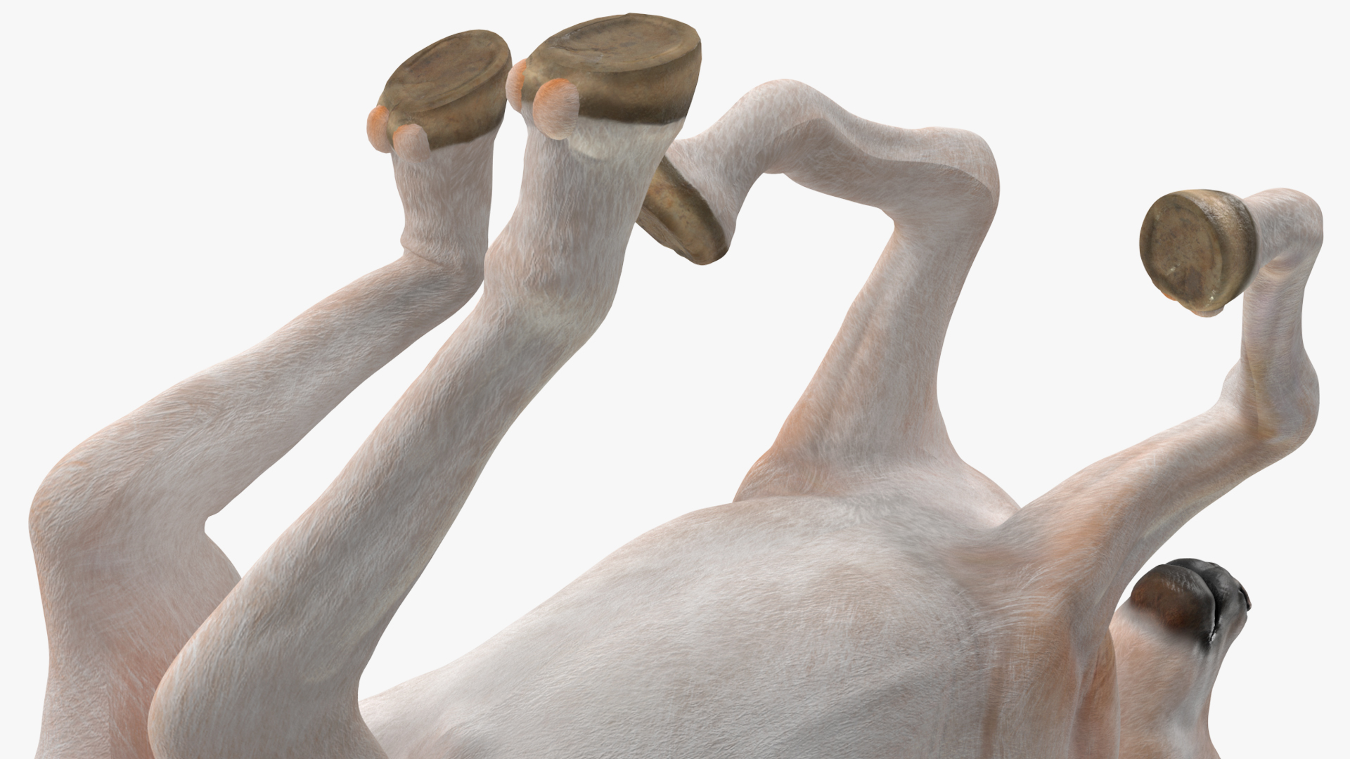 3D Galloping Shetland Pony model