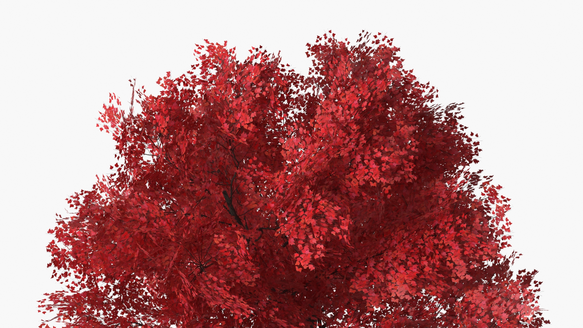 LowPoly Japanese Maple Tree with Mulch and Stones - view 5