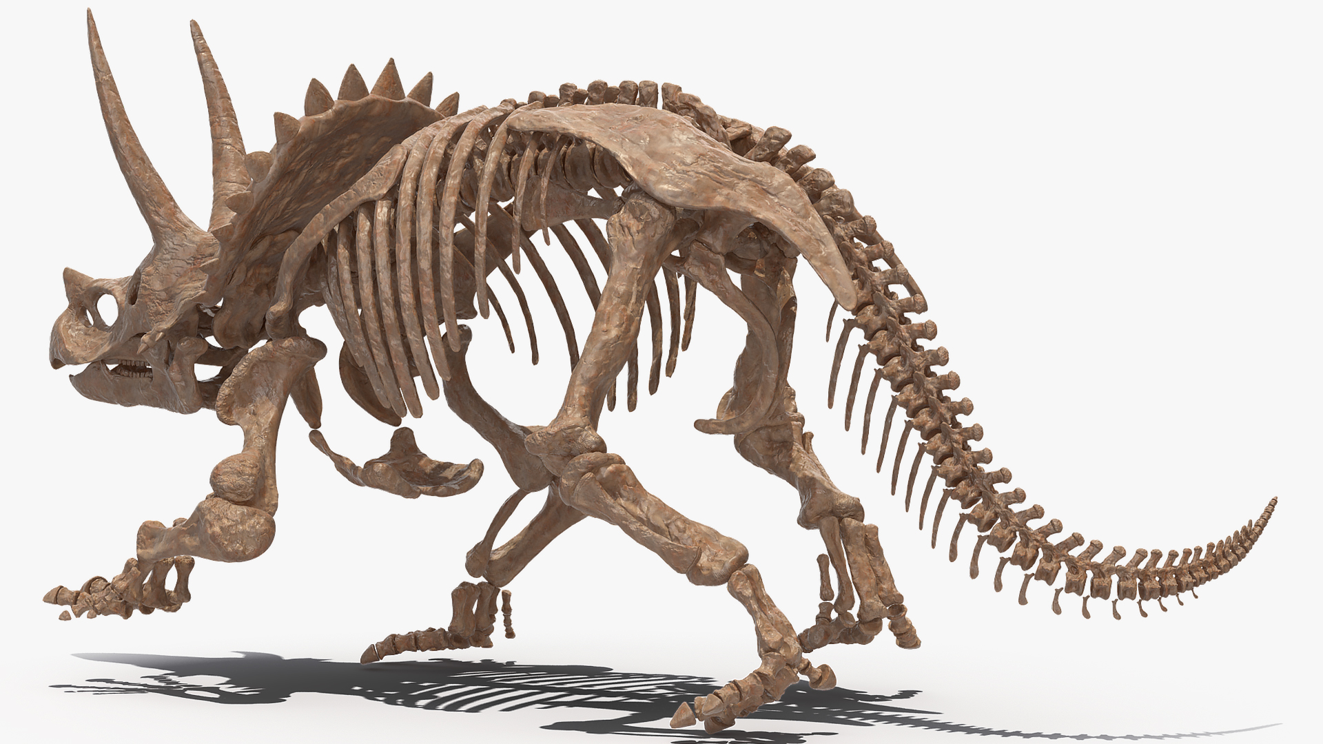 3D Triceratops Horridus Skeleton Fossil