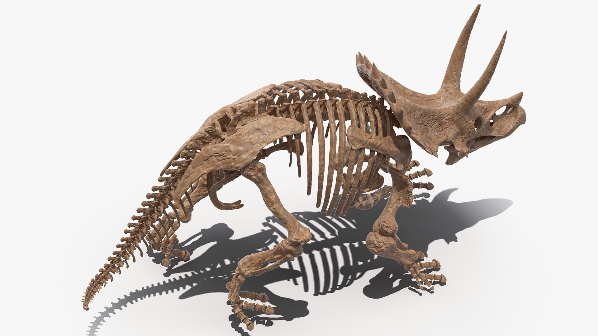 3D Triceratops Horridus Skeleton Fossil