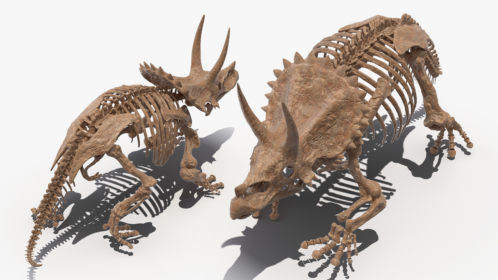 3D Triceratops Horridus Skeleton Fossil