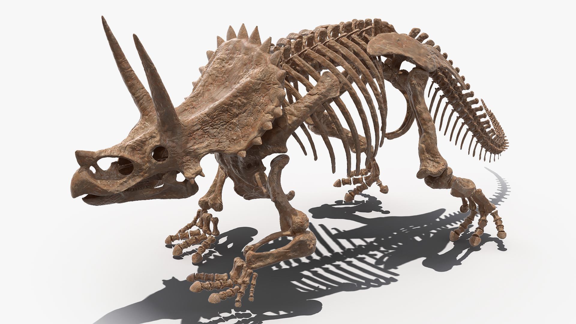3D Triceratops Horridus Skeleton Fossil