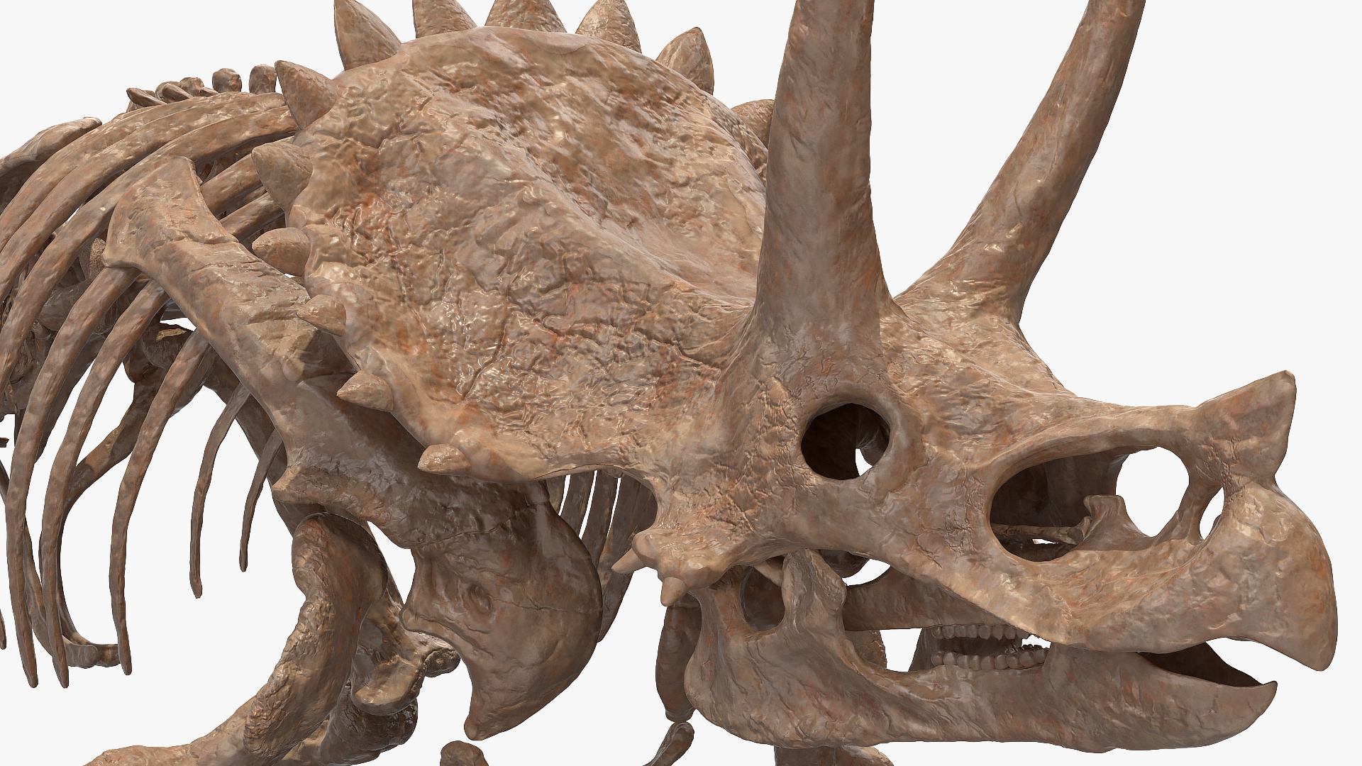 3D Triceratops Horridus Skeleton Fossil