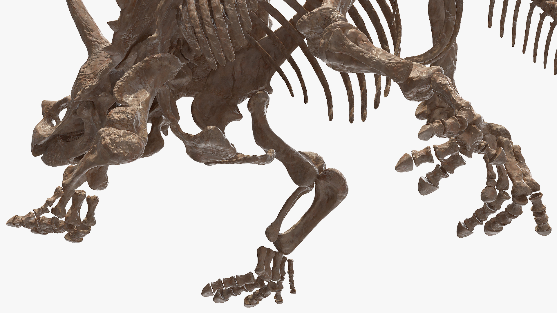 3D Triceratops Horridus Skeleton Fossil