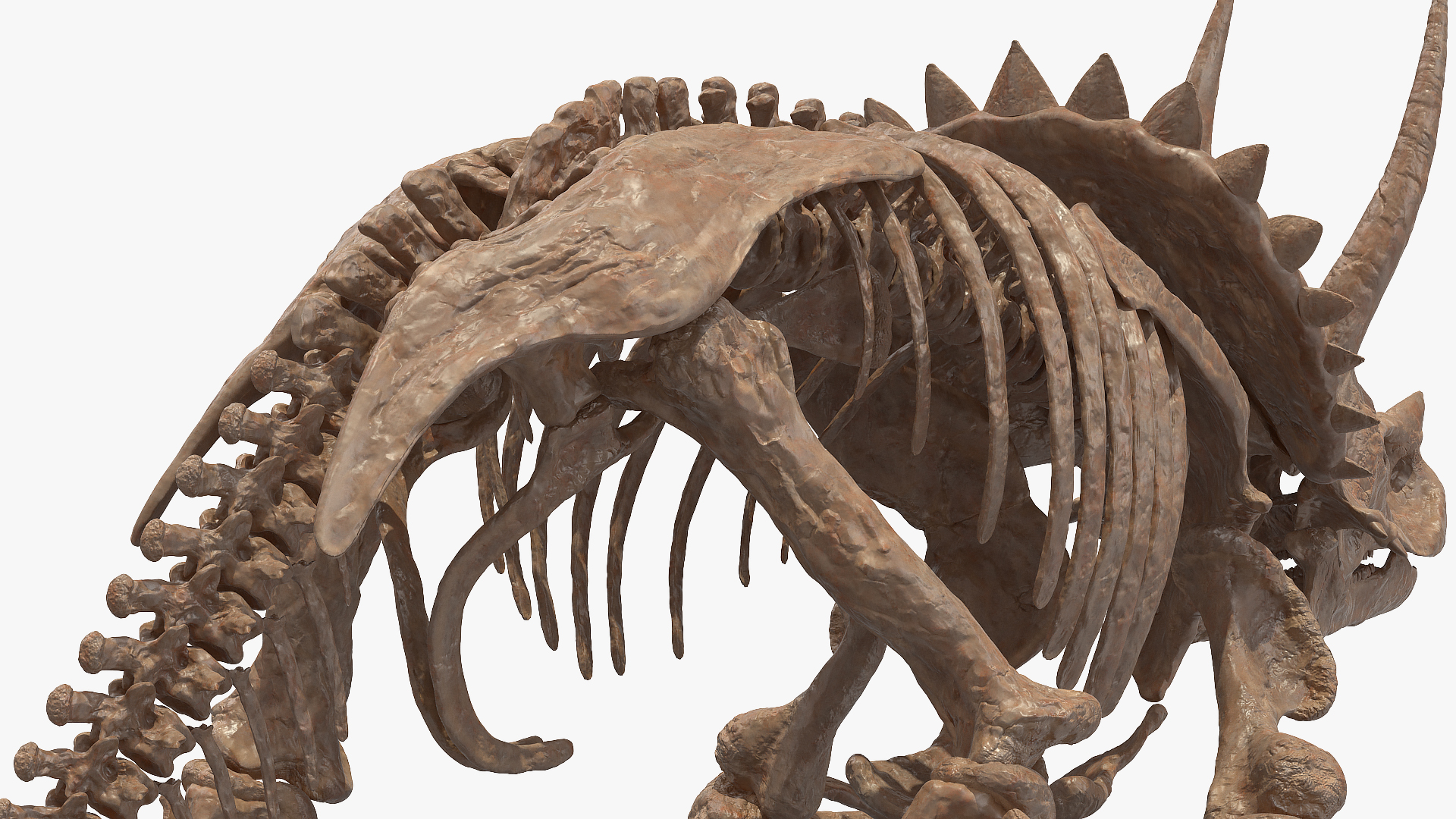 3D Triceratops Horridus Skeleton Fossil