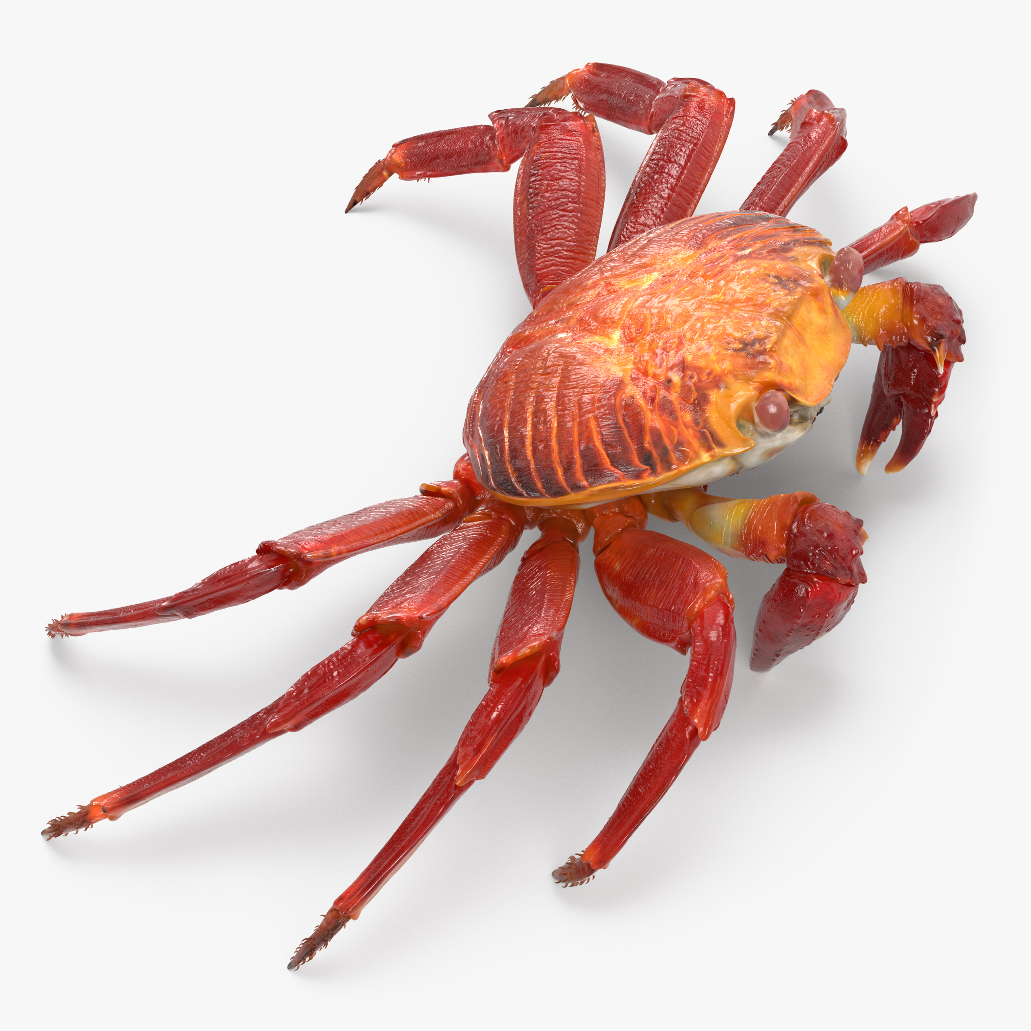 Red Rock Crab, view 7