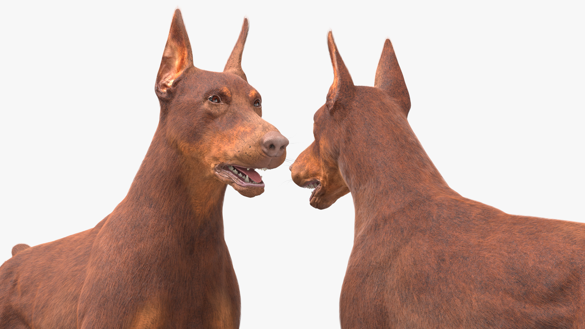 Doberman Dog Brown Fur 3D