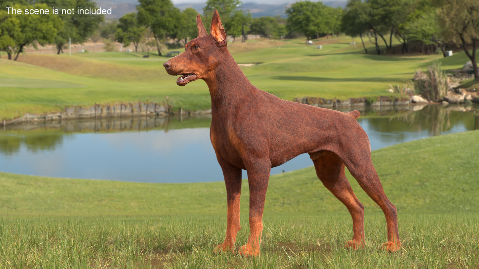 Doberman Dog Brown Fur 3D