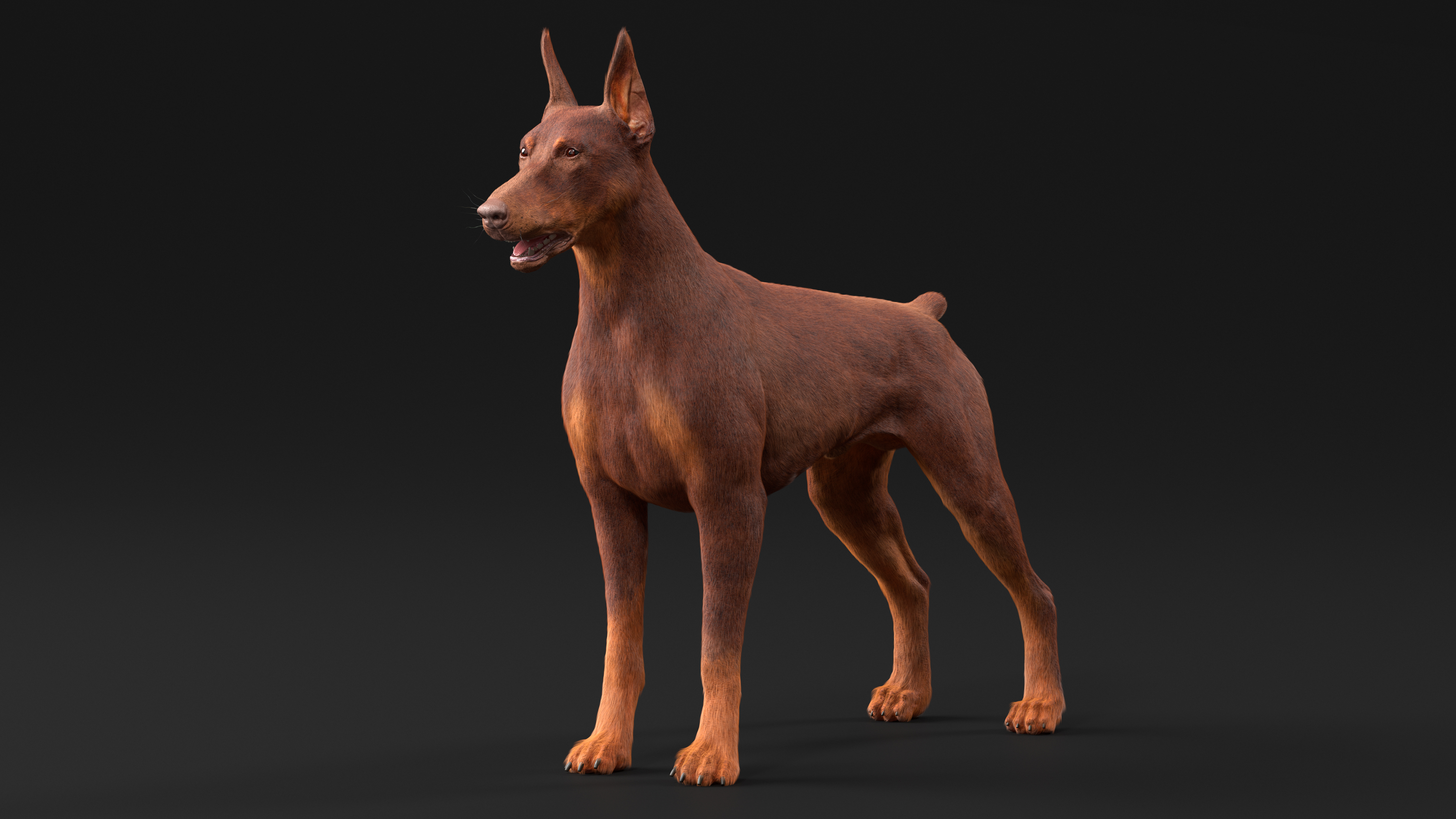 Doberman Dog Brown Fur 3D