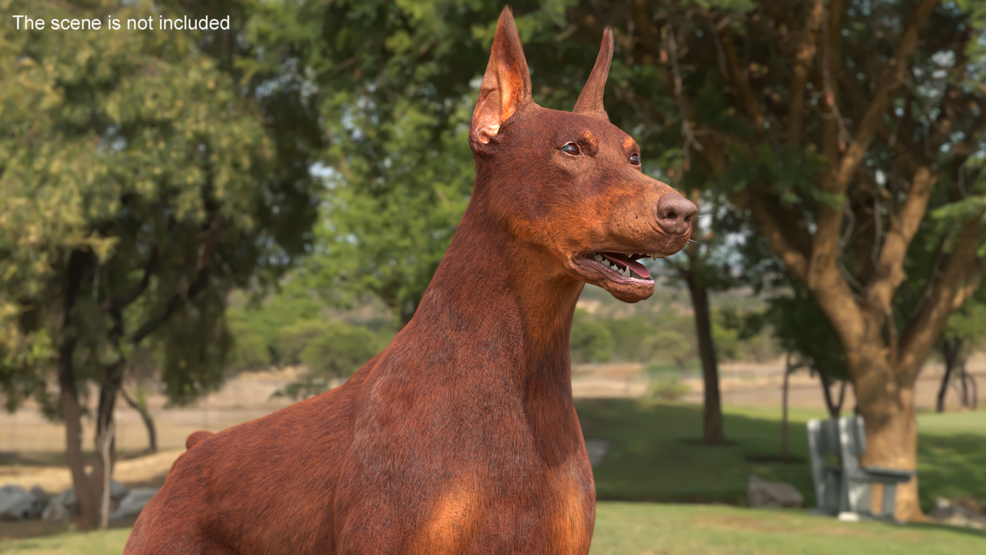 Doberman Dog Brown Fur 3D