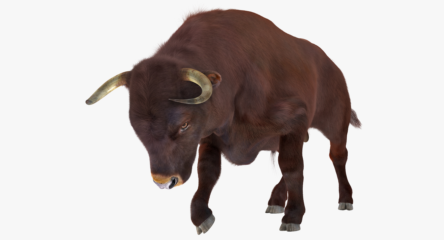 3D Bull Attacking Pose with Fur model