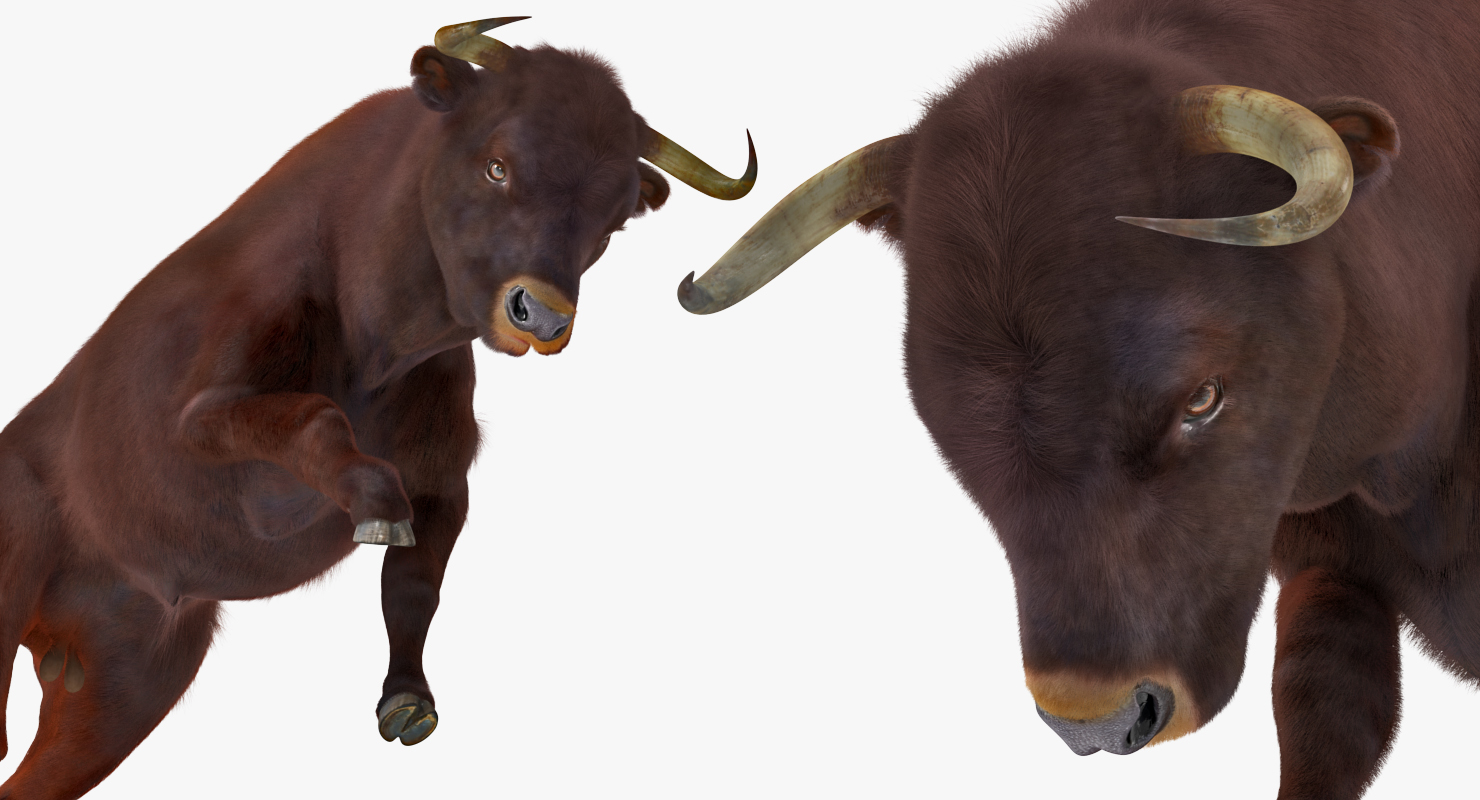 3D Bull Attacking Pose with Fur model