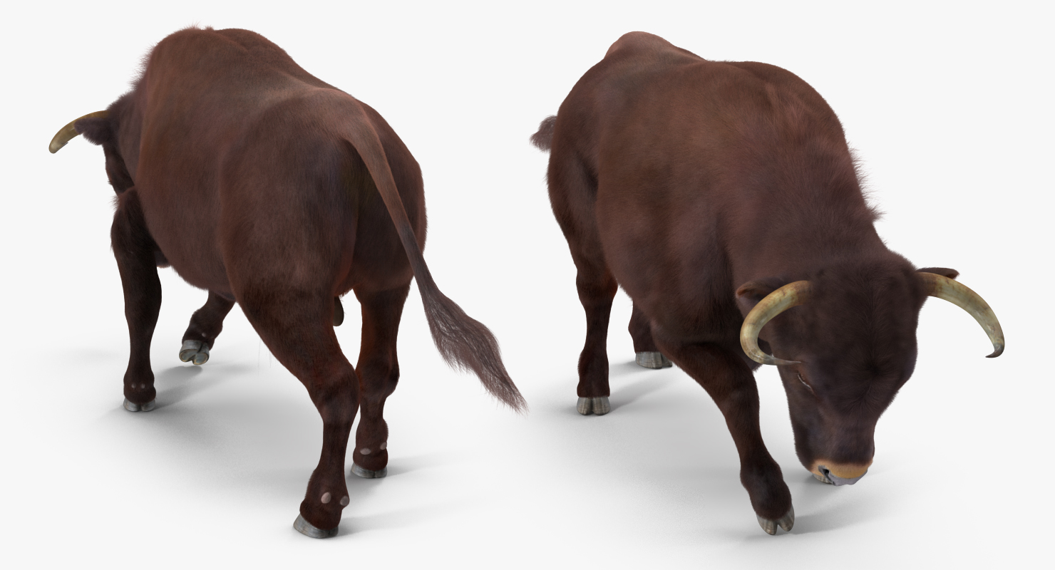3D Bull Attacking Pose with Fur model