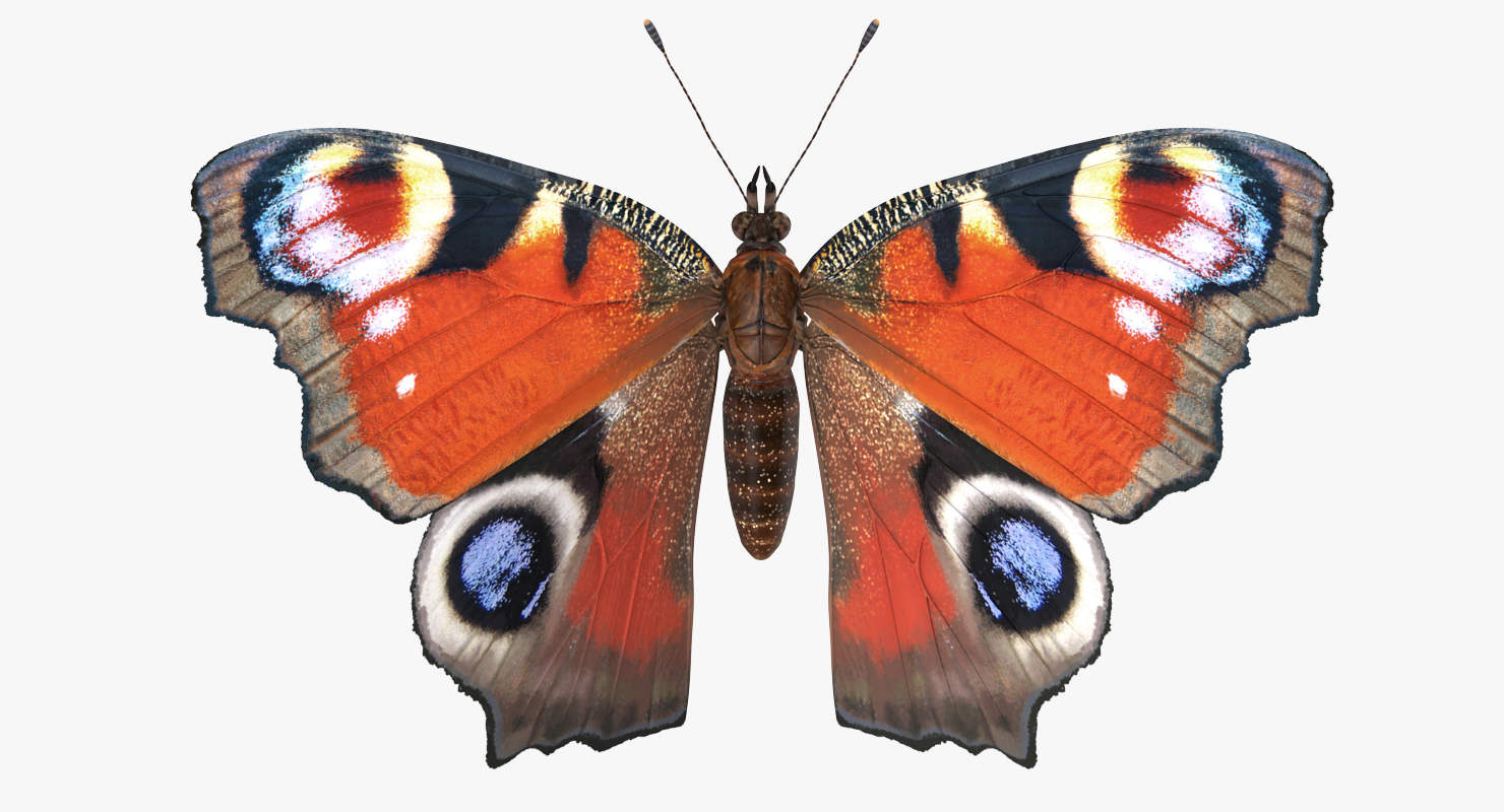 Aglais io or European Peacock Butterfly 3D model