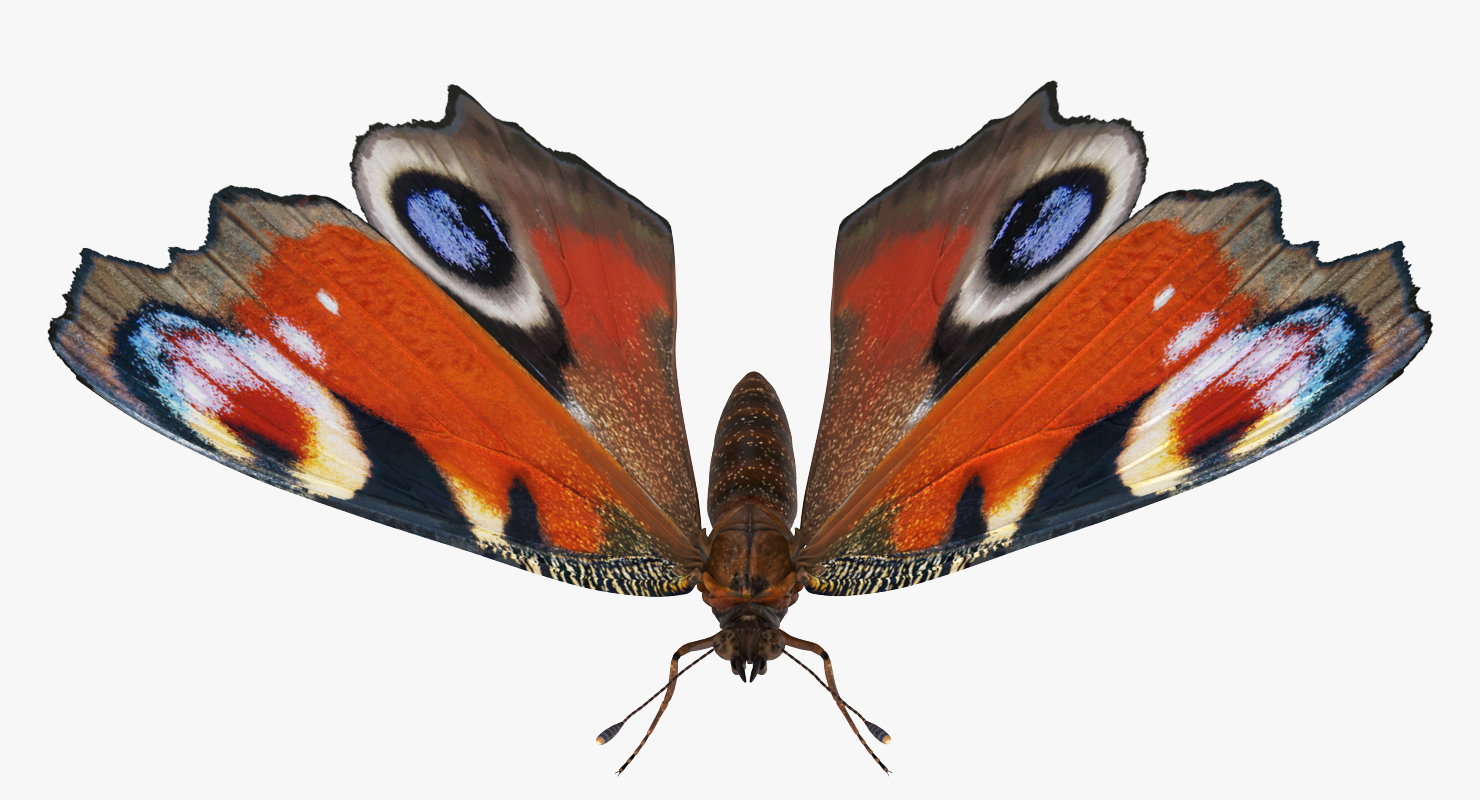 Aglais io or European Peacock Butterfly 3D model