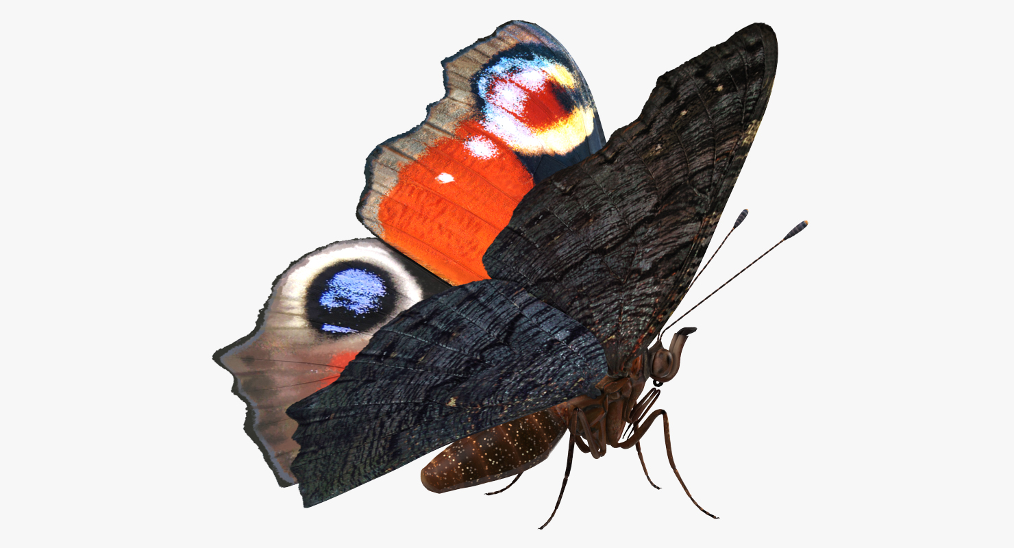 Aglais io or European Peacock Butterfly 3D model