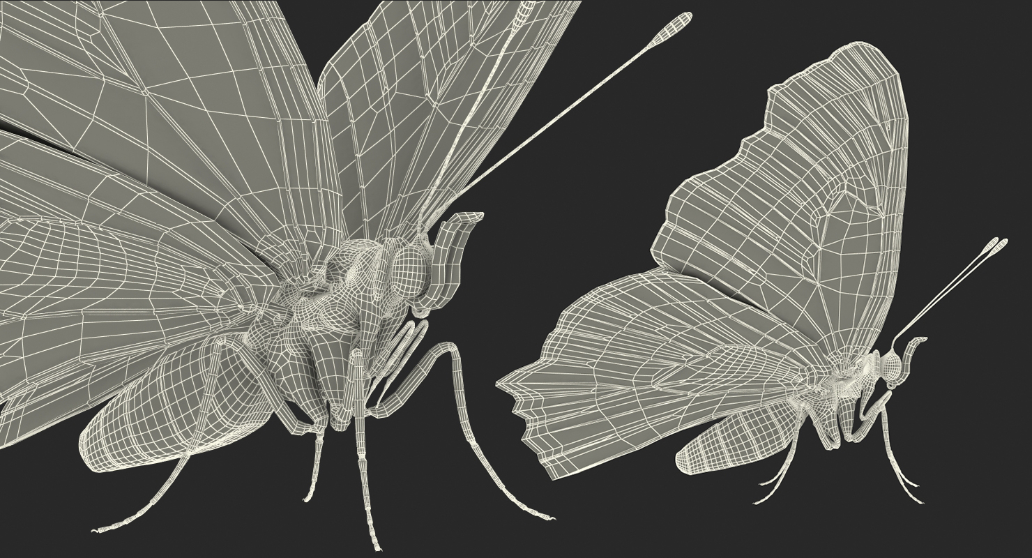 Aglais io or European Peacock Butterfly 3D model