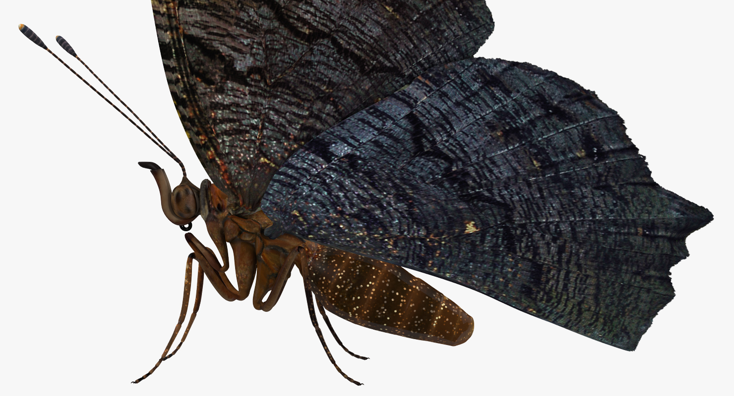 Aglais io or European Peacock Butterfly 3D model