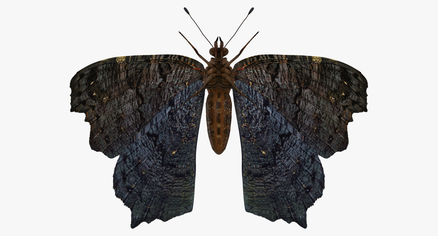 Aglais io or European Peacock Butterfly 3D model