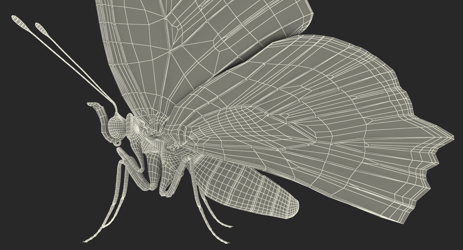 Aglais io or European Peacock Butterfly 3D model