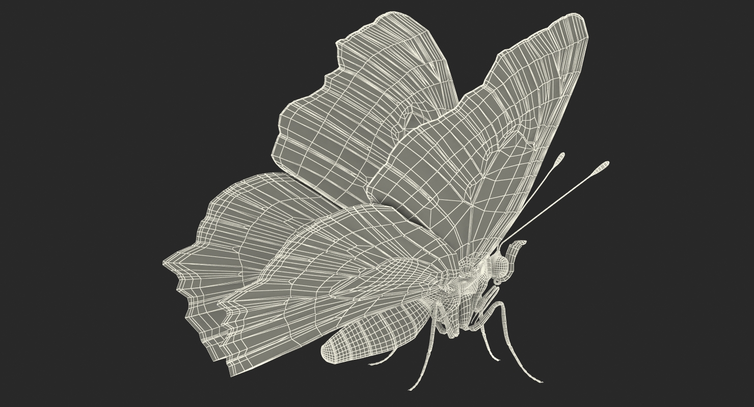 Aglais io or European Peacock Butterfly 3D model