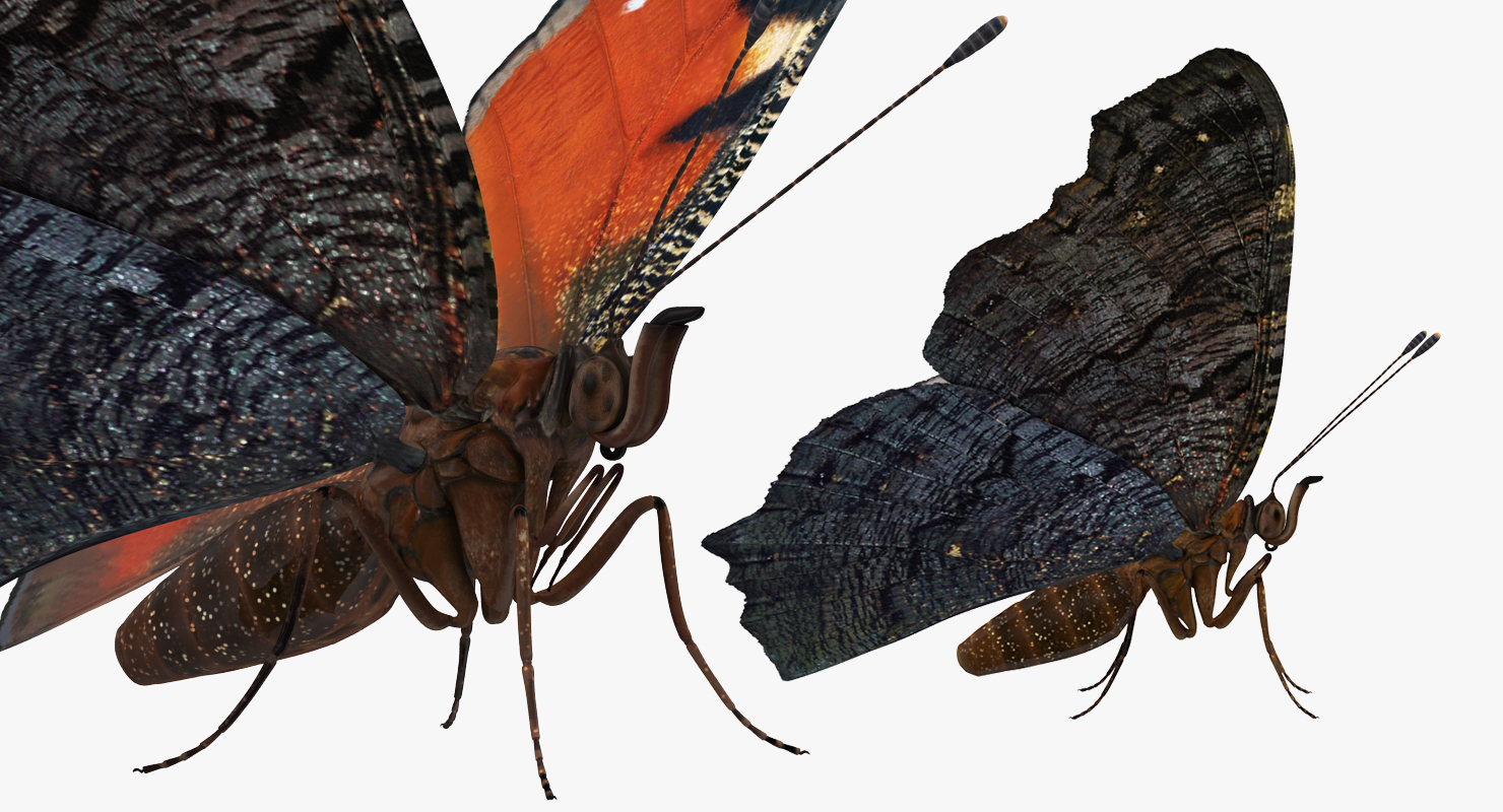 Aglais io or European Peacock Butterfly 3D model