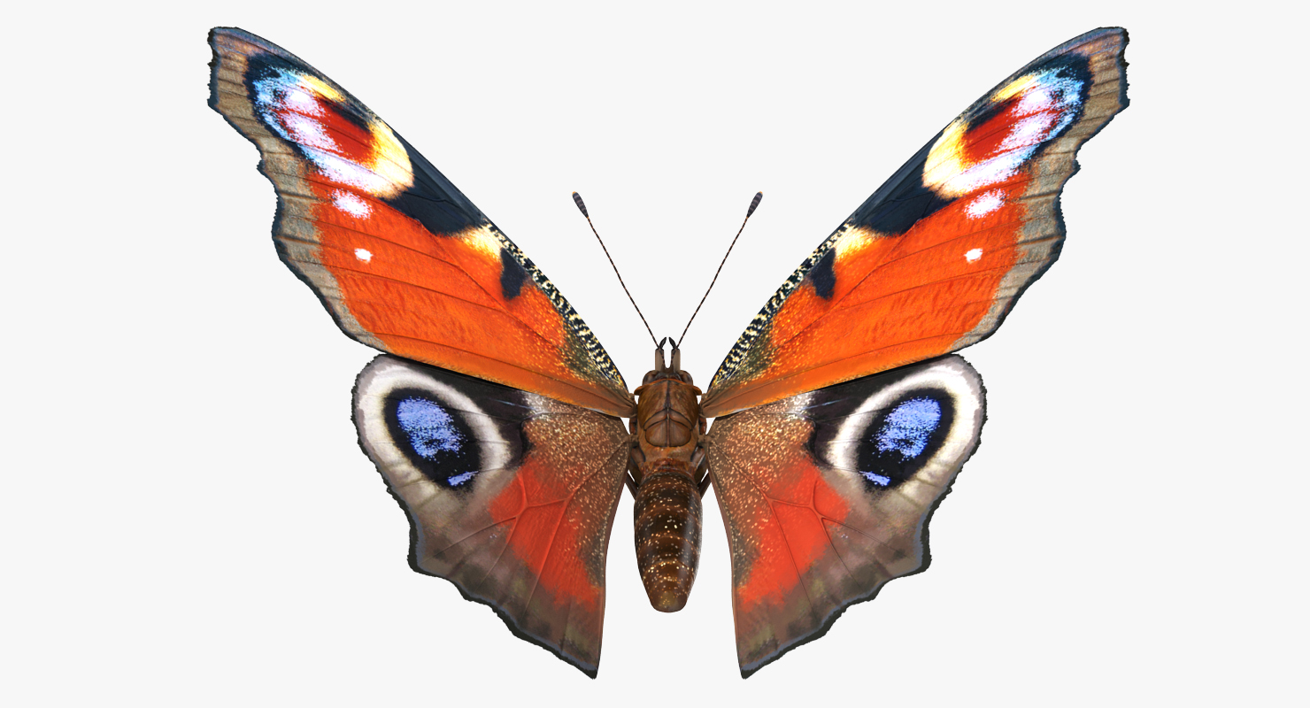 Aglais io or European Peacock Butterfly 3D model