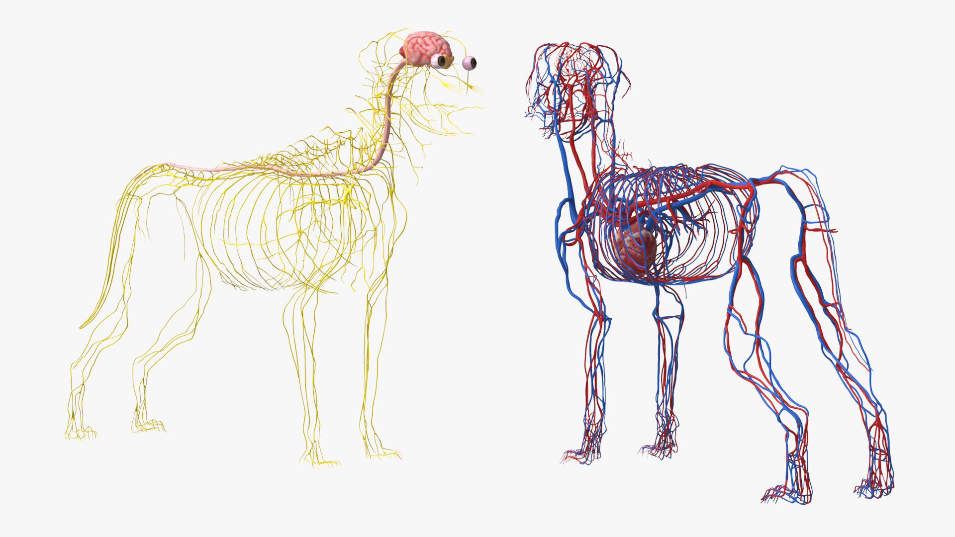 Dog Internal Organs with Nervous and Vascular - view 7