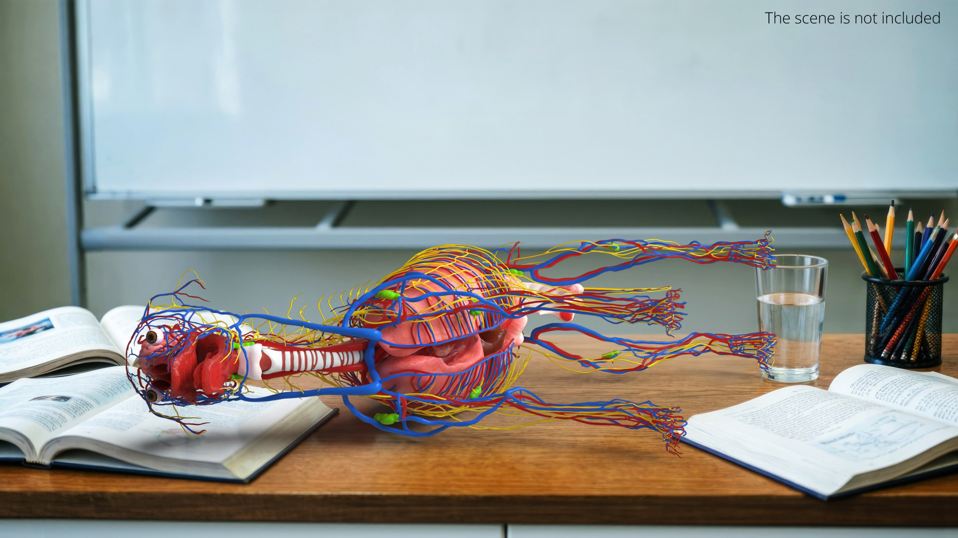Dog Internal Organs with Nervous and Vascular - view 3