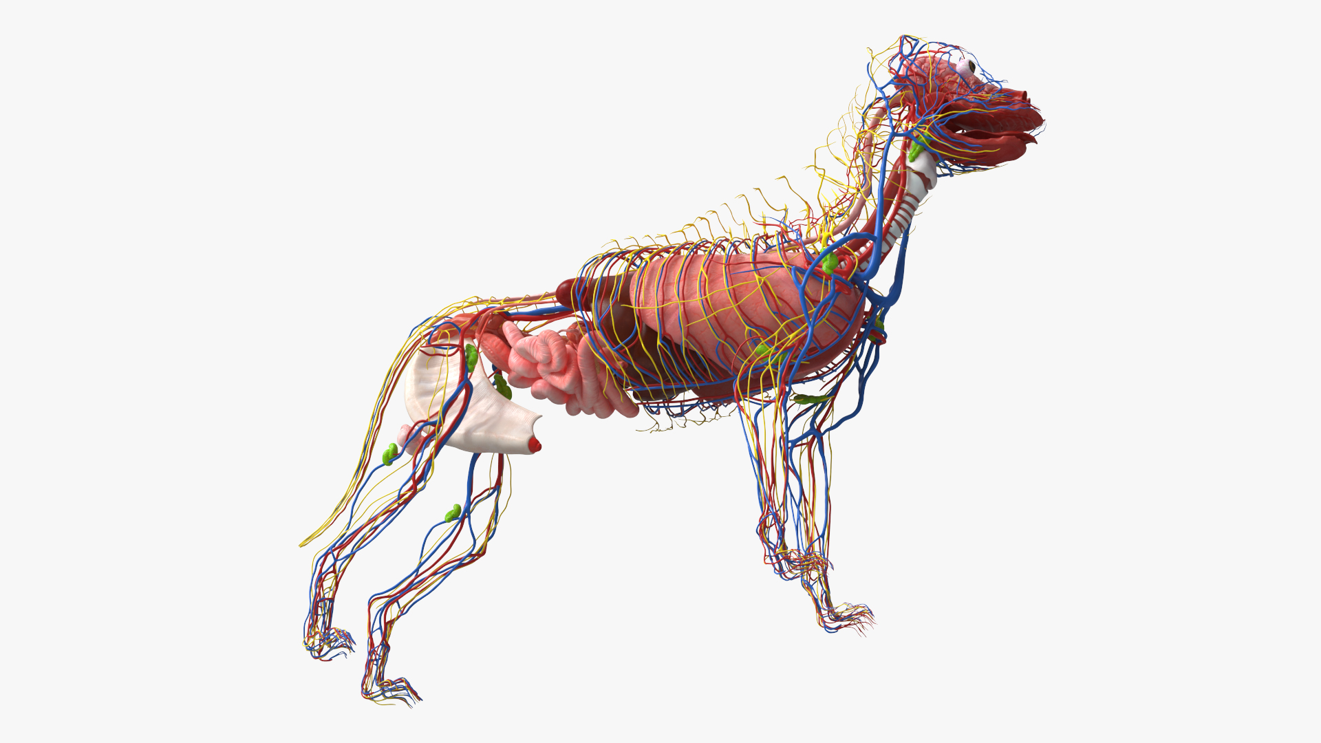 Dog Internal Organs with Nervous and Vascular - view 6