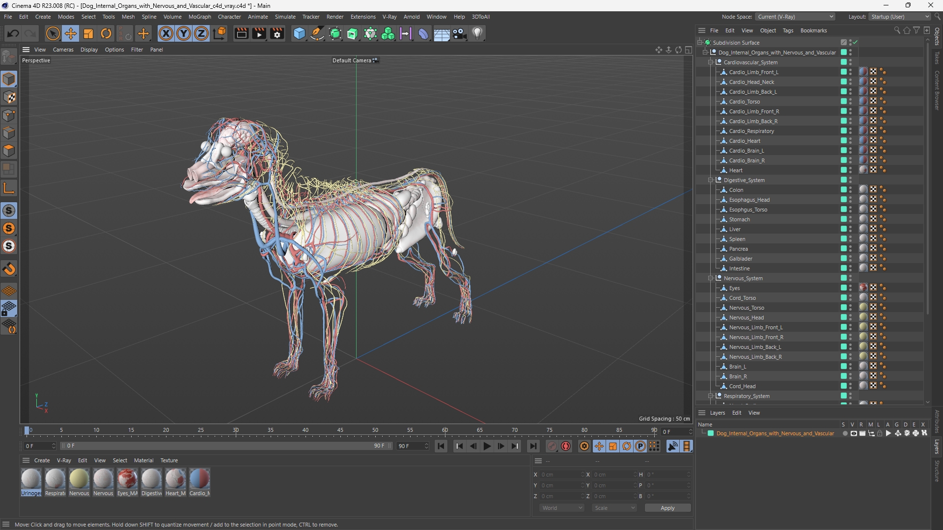 Dog Internal Organs with Nervous and Vascular - view 12