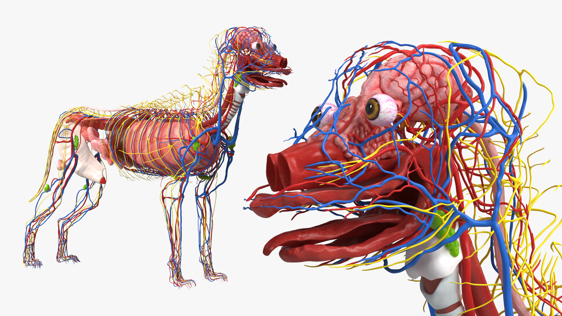 Dog Internal Organs with Nervous and Vascular - view 4