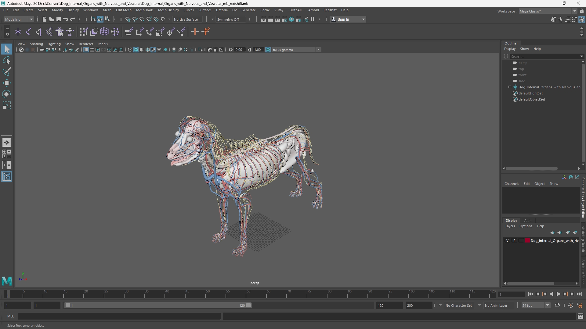 Dog Internal Organs with Nervous and Vascular - view 11