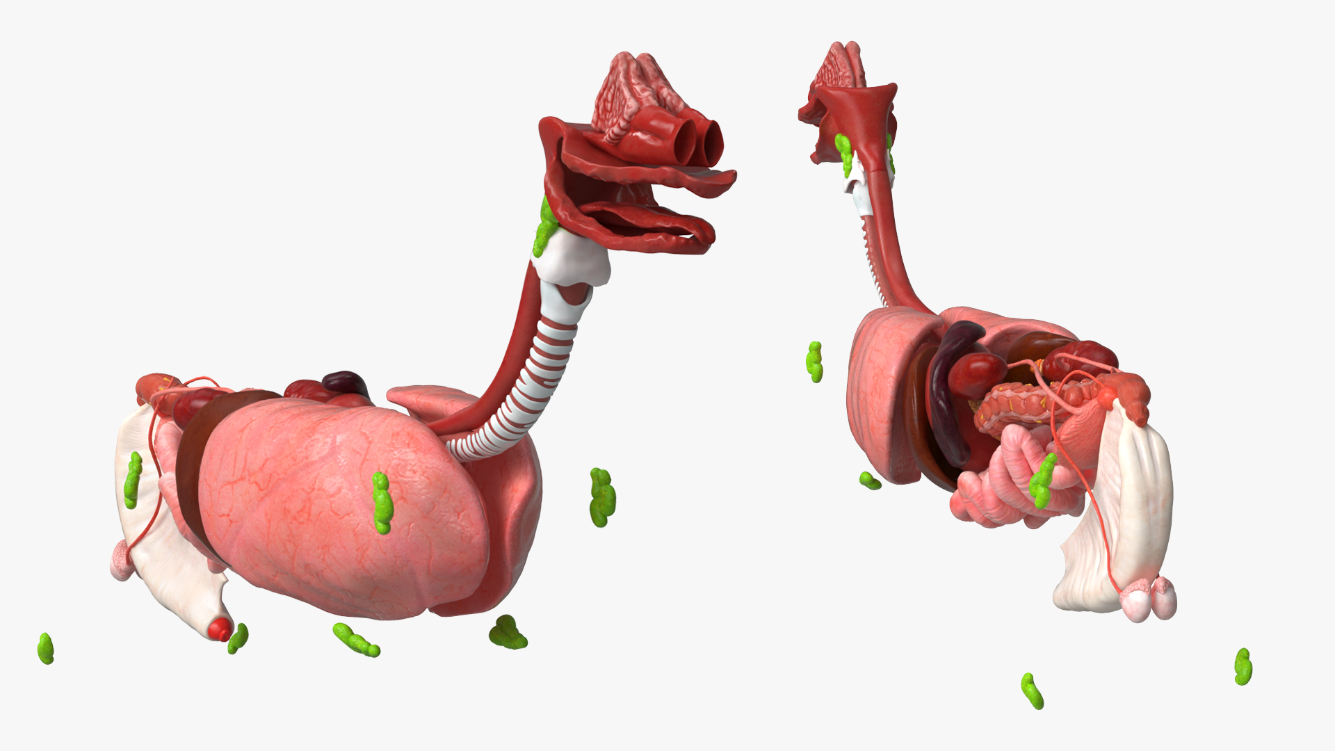 Dog Internal Organs with Nervous and Vascular - view 9
