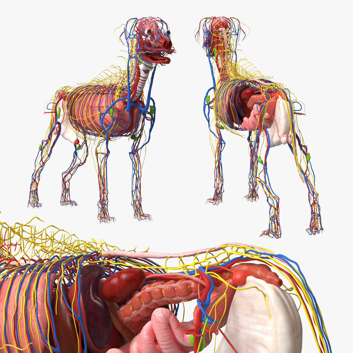 Dog Internal Organs with Nervous and Vascular 3D model preview
