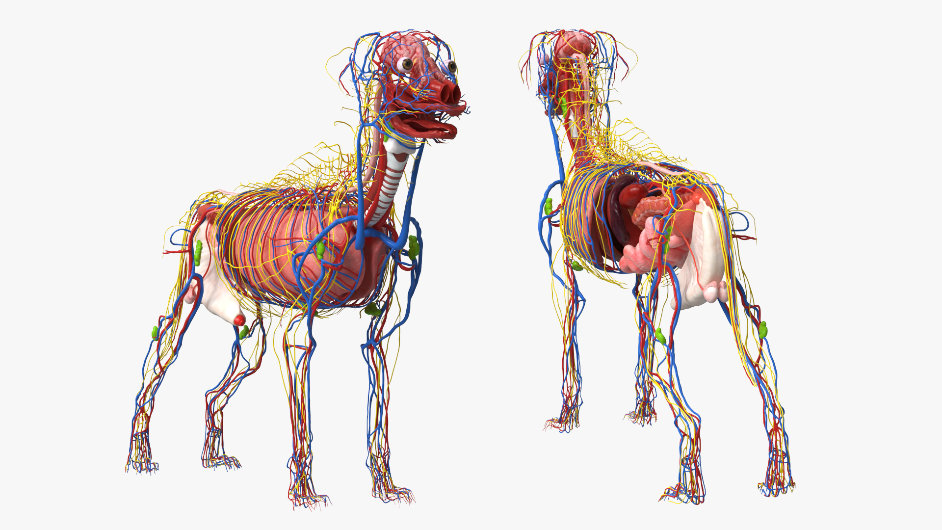 Dog Internal Organs with Nervous and Vascular - view 2
