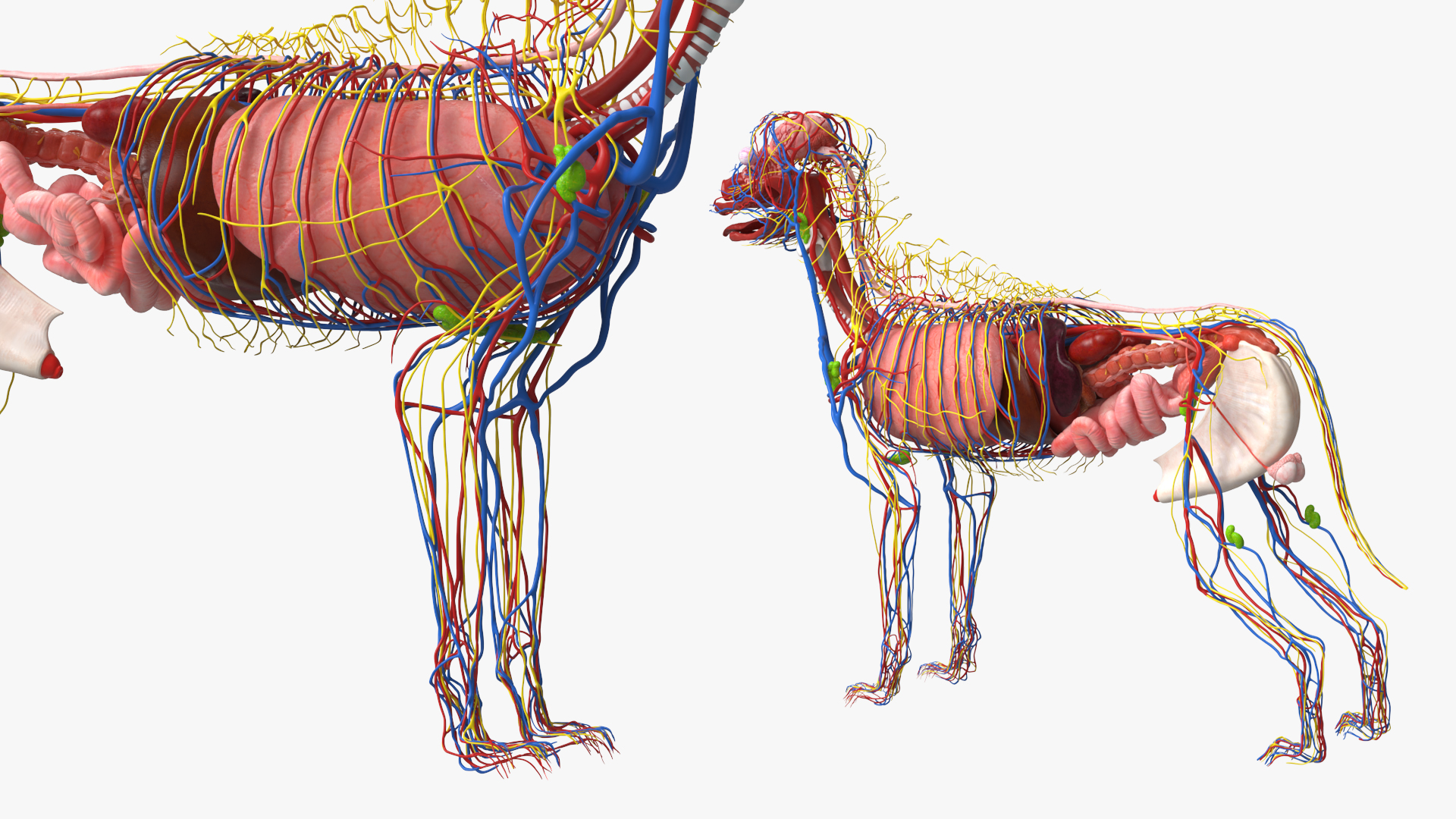 Dog Internal Organs with Nervous and Vascular - view 5