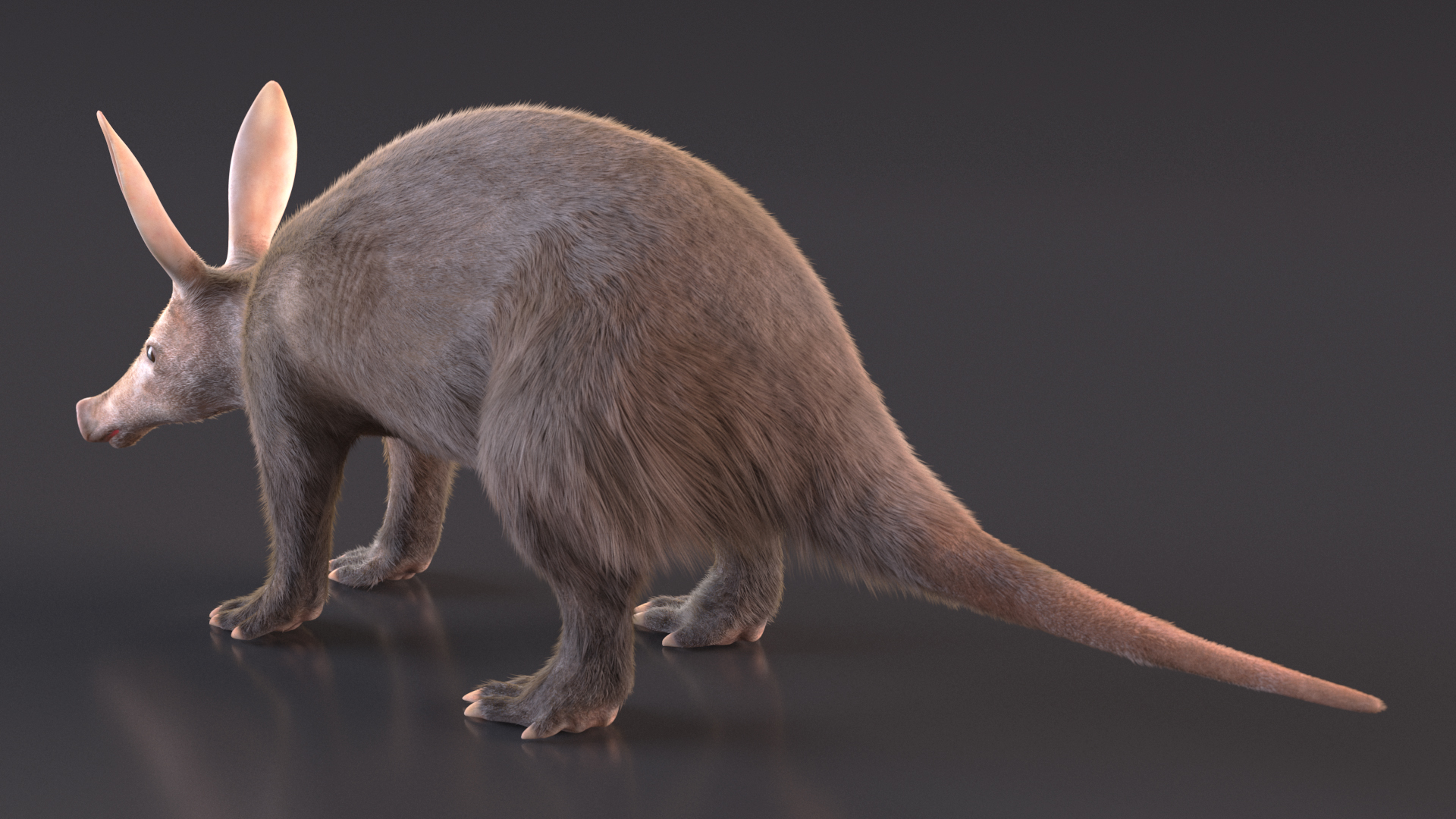 3D Orycteropus Afer Basic Pose Fur