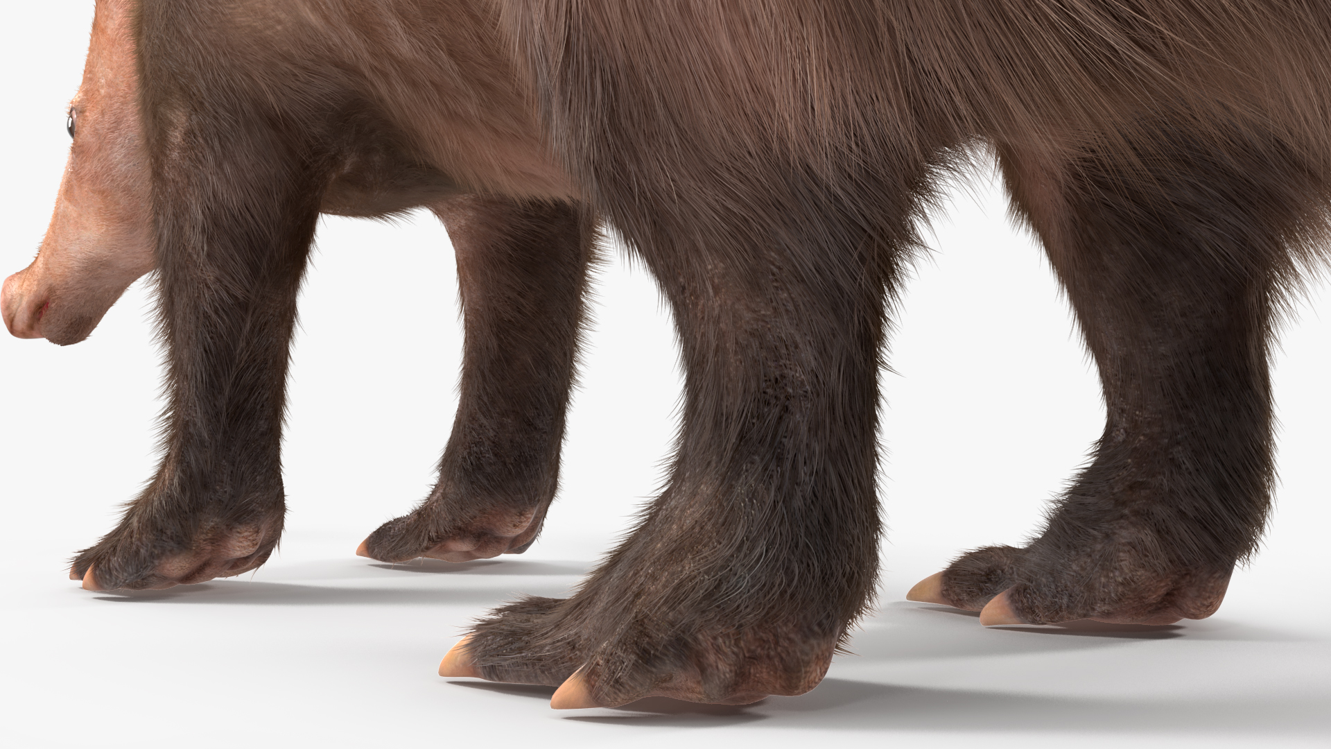 3D Orycteropus Afer Basic Pose Fur