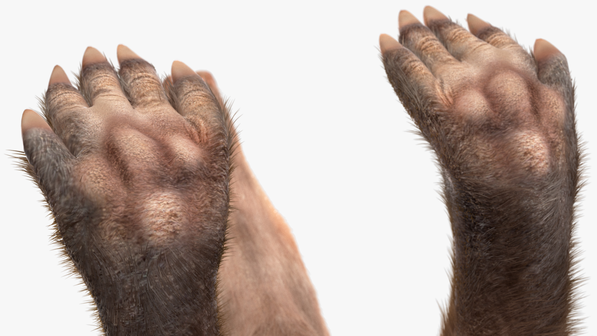 3D Orycteropus Afer Basic Pose Fur