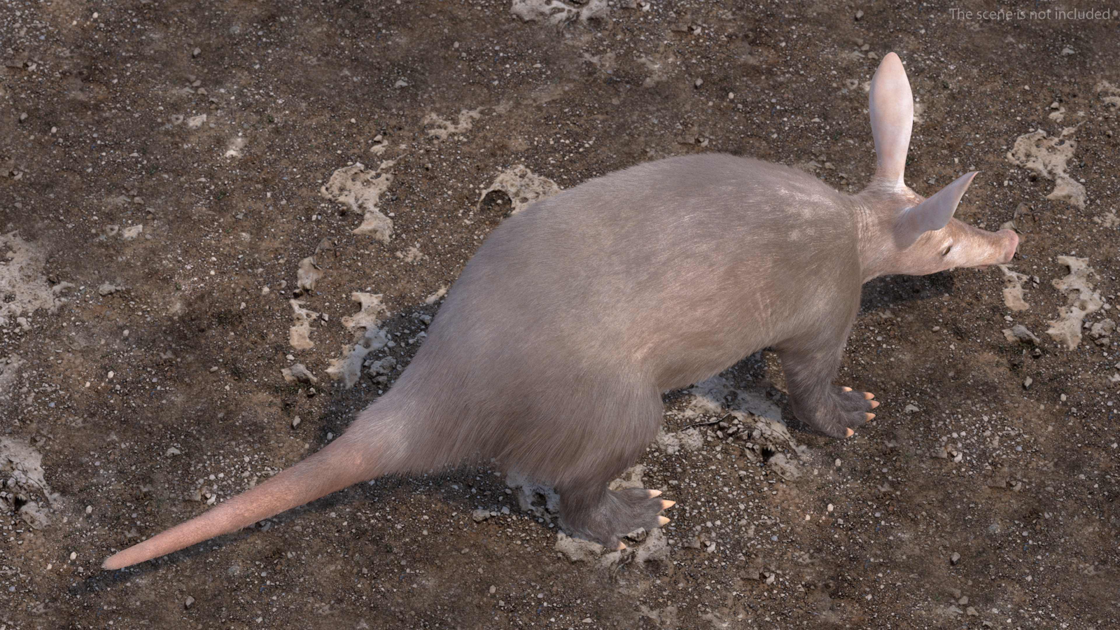 3D Orycteropus Afer Basic Pose Fur