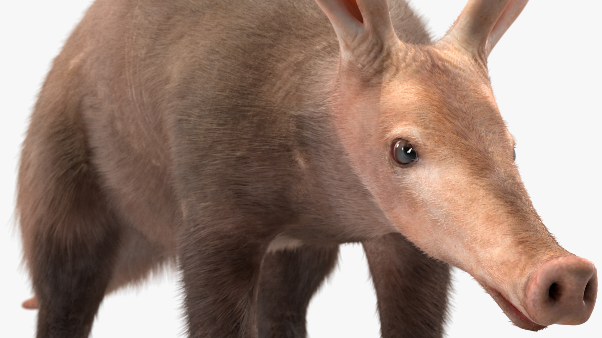 3D Orycteropus Afer Basic Pose Fur